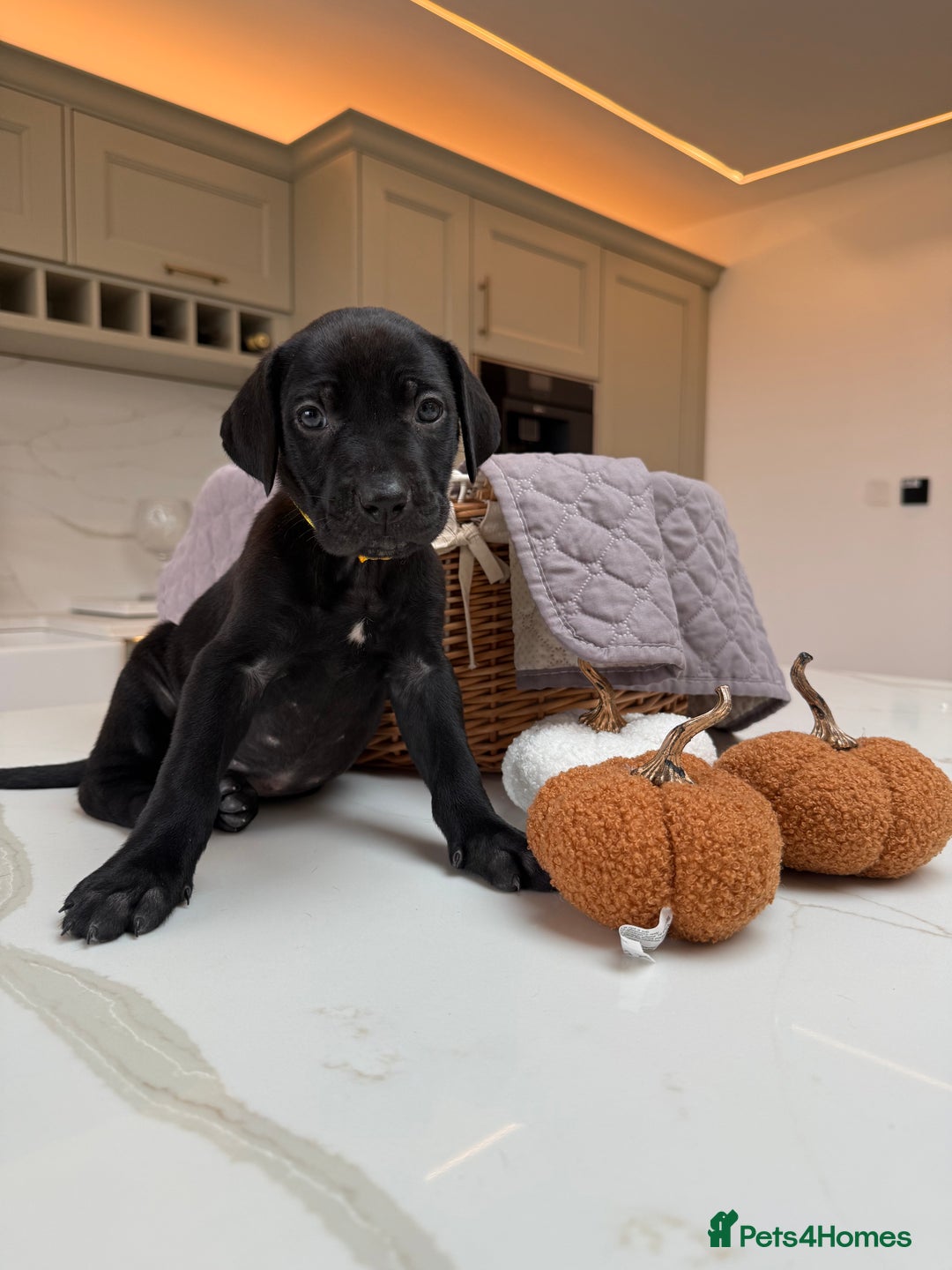 Cane Corso dogs for sale: Beautiful Cane Corso Puppies - Image 15