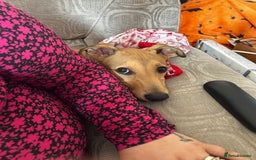 Lurcher dogs for sale: Loving 6Month Old Lurcher Puppy - Image 12