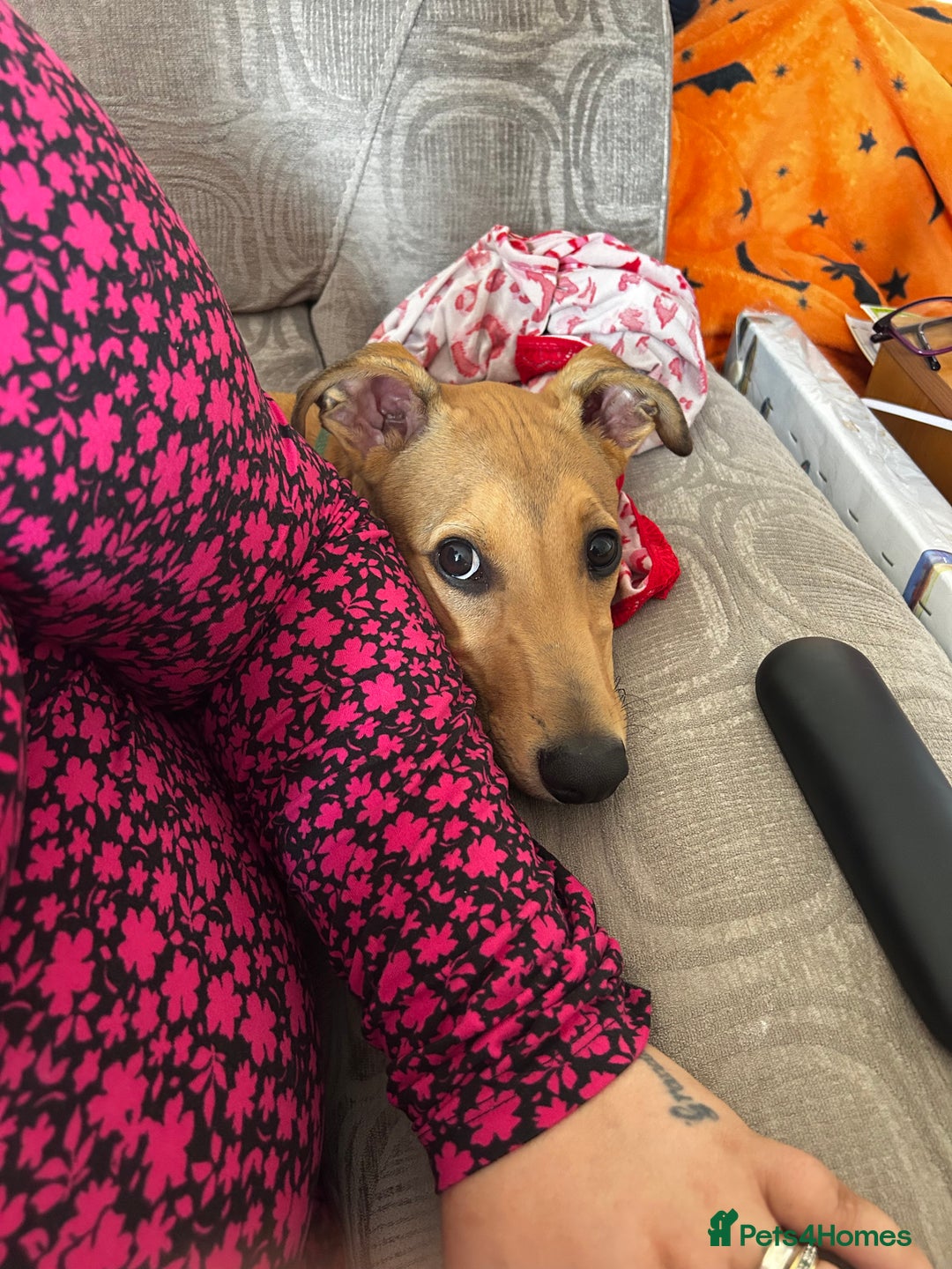 Lurcher dogs for sale: Loving 6Month Old Lurcher Puppy - Image 12
