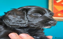 Cockapoo dogs for sale: ✨ F2 Cockapoo Puppies – Ready mid Nov ✨ - Image 12