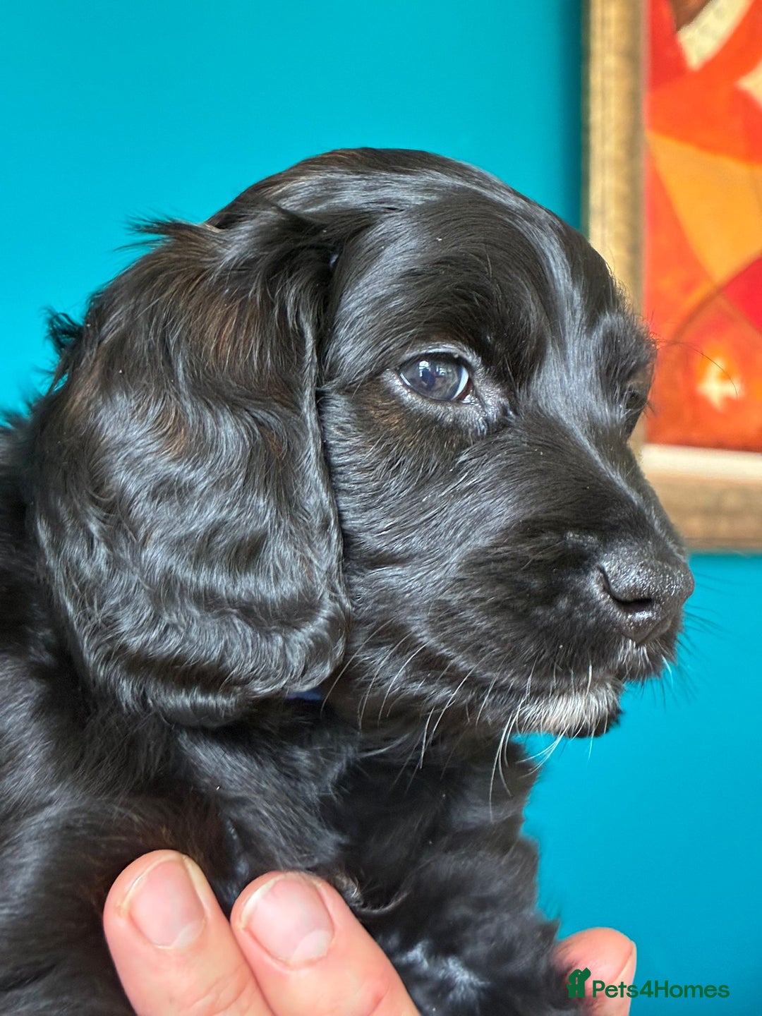 Cockapoo dogs for sale: ✨ F2 Cockapoo Puppies – Ready mid Nov ✨ - Image 12