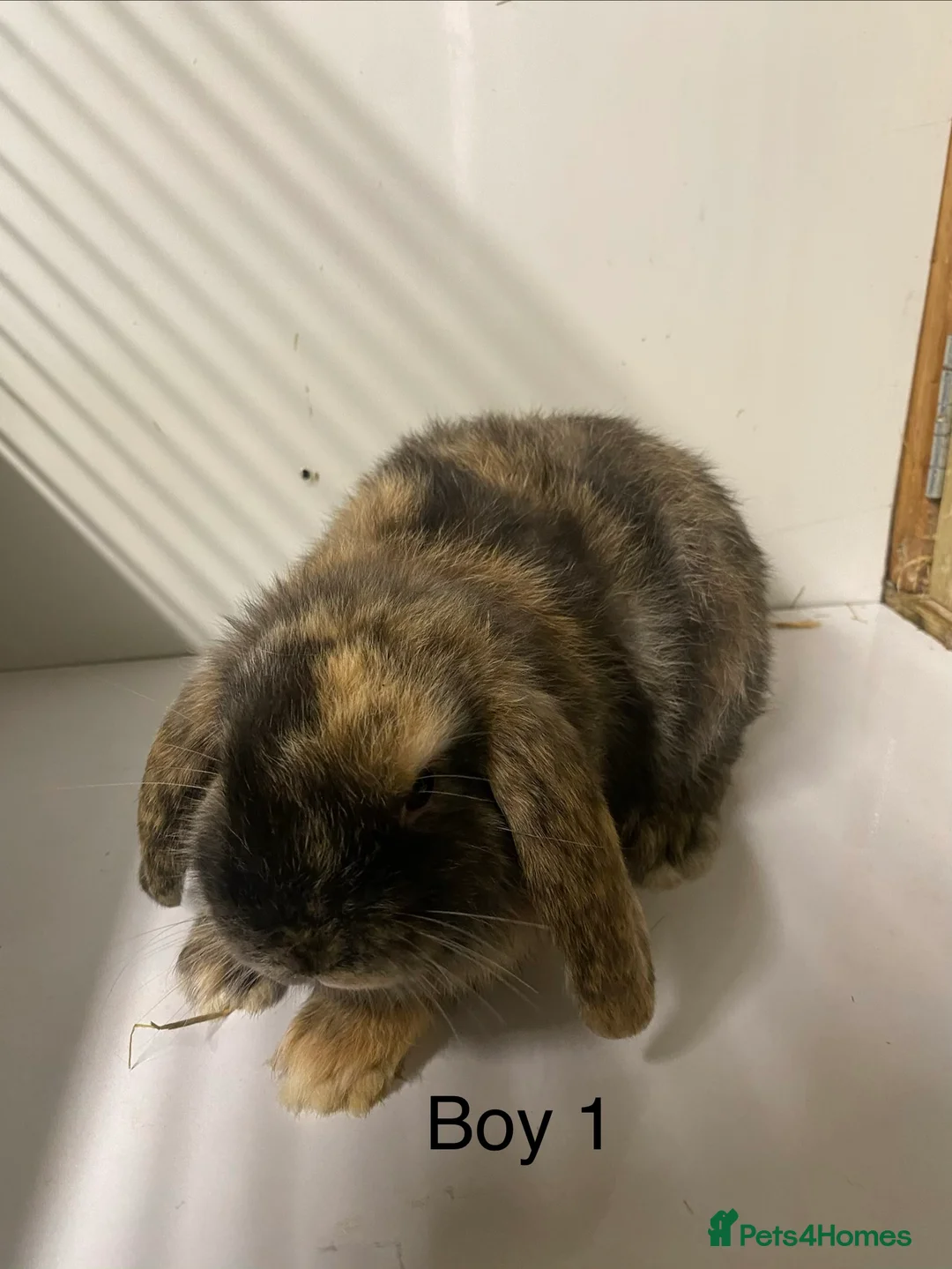 Mini Lop rabbits for sale: Beautiful Mini Lop bunnies  - Advert 2