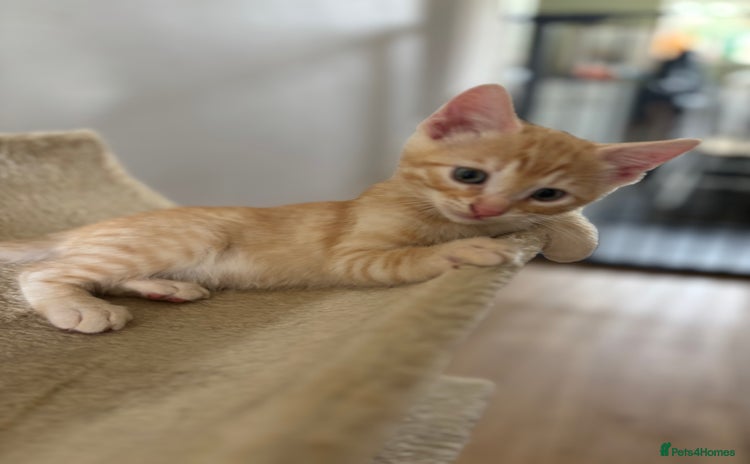 Mixed Breed cats - Advert 3