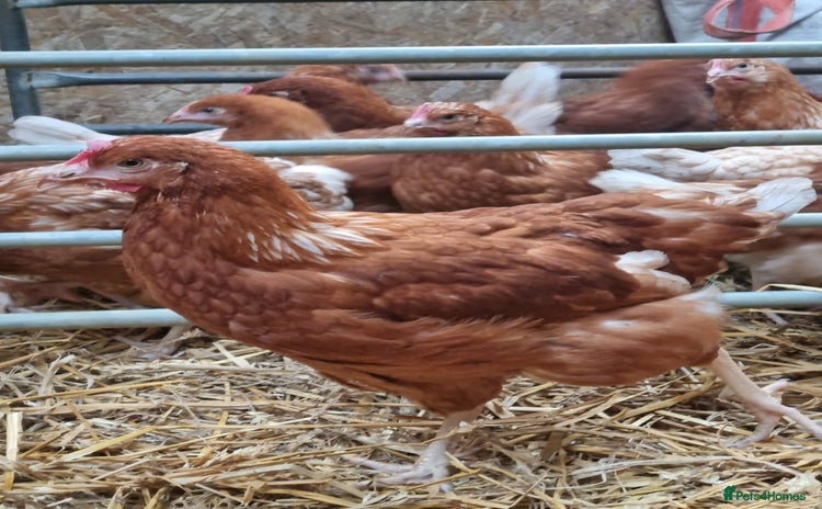 Chickens poultry - Advert 1