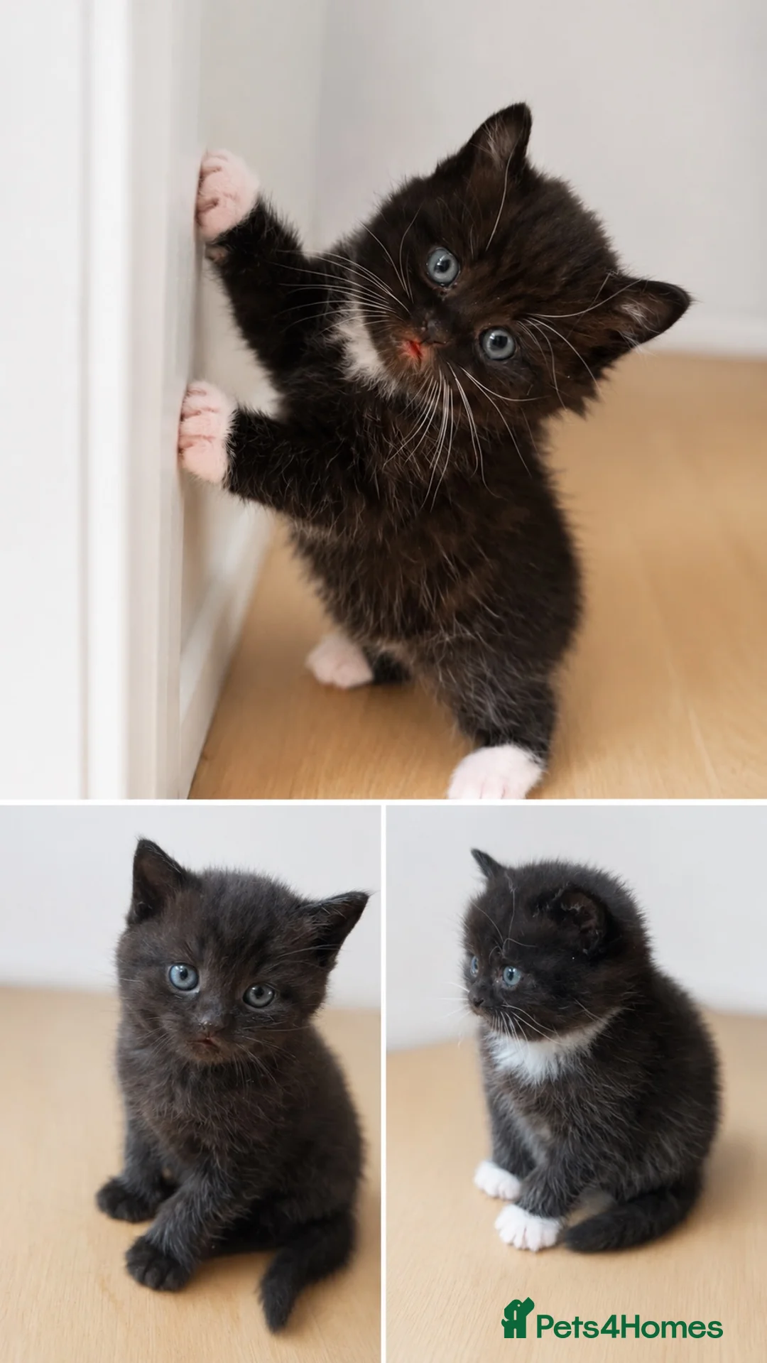 British Shorthair cats for sale: Two male kittens available from a British blue mum - Advert 1