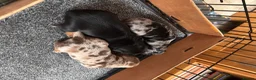 Miniature Dachshund dogs for sale: 🐾 Beautiful Miniature Dachshund Puppies 🐾 - Advert 13