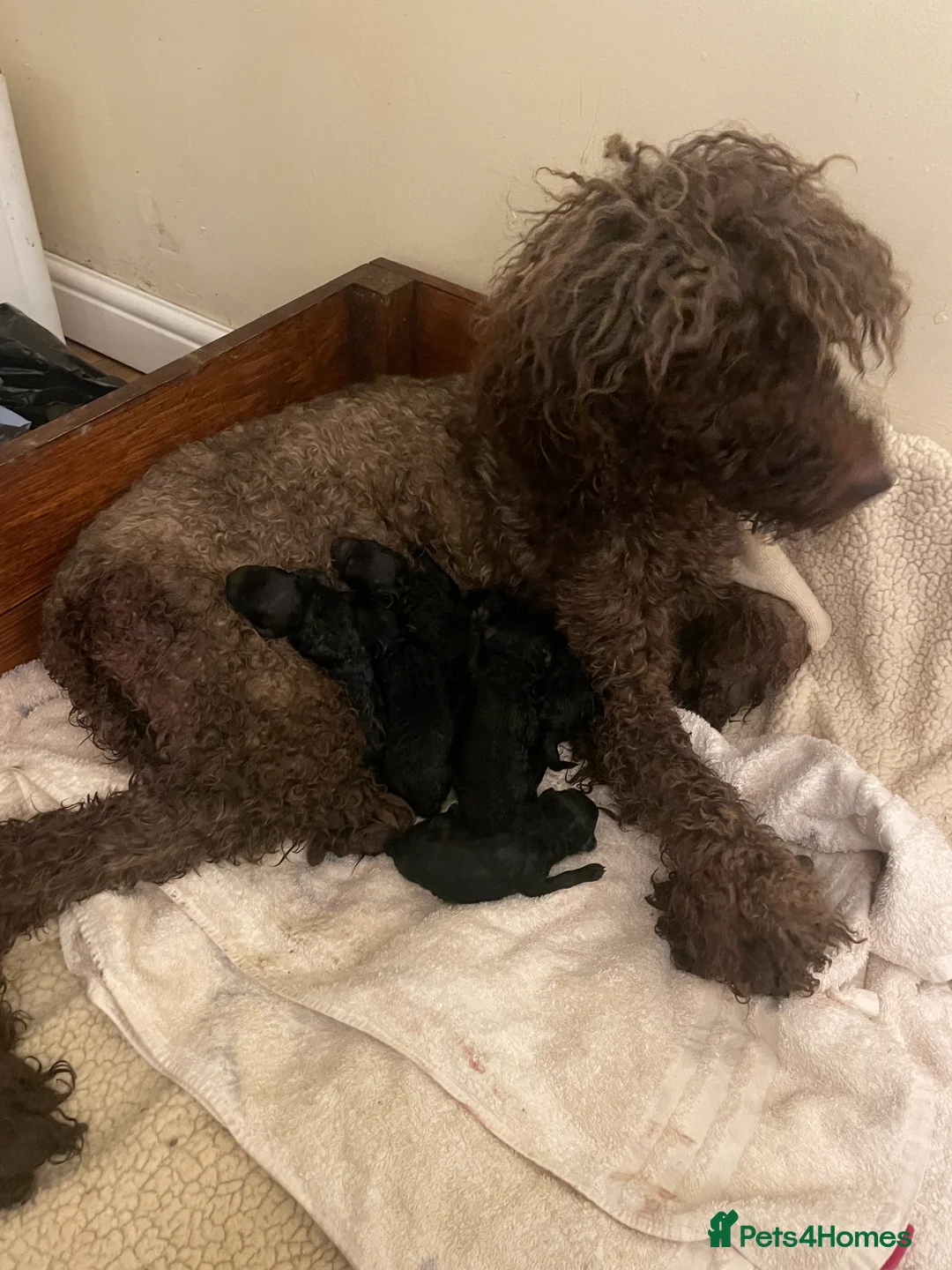 Standard Poodle dogs for sale: KC standard poodles Health tested  - Advert 2