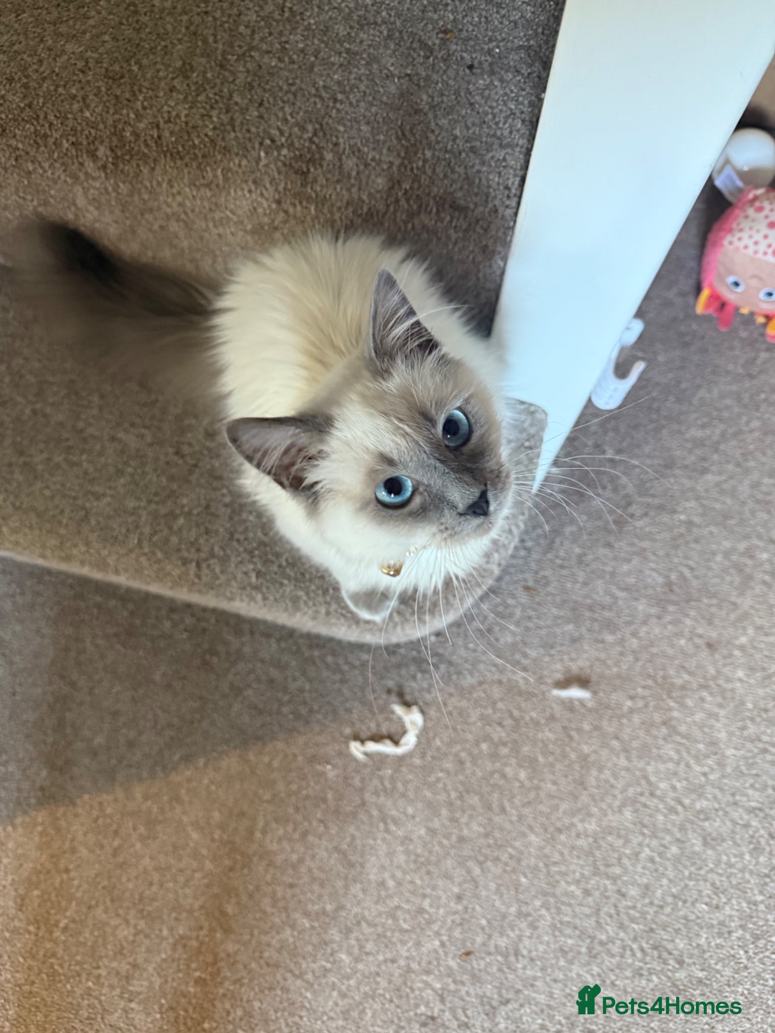 Birman cats Birman kitten  - Advert 5
