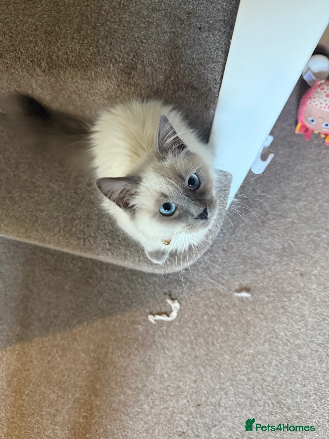 Birman cats for sale: Birman kitten  - Advert 1