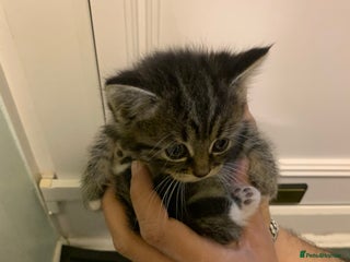 Mixed Breed cats - Advert 1