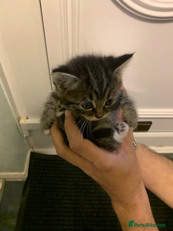 Mixed Breed cats - Advert 1