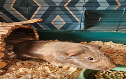Guinea Pig rodents for sale: 4 friendly male boars looking for a new home - Image 1