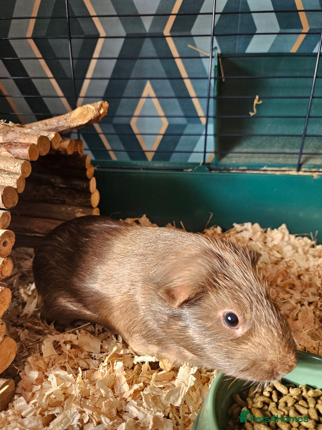 Guinea Pig rodents for sale: 4 friendly male boars looking for a new home - Image 1