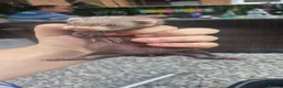 Ferret rodents for sale: Ferret kits  in Bishop Auckland - Advert 4