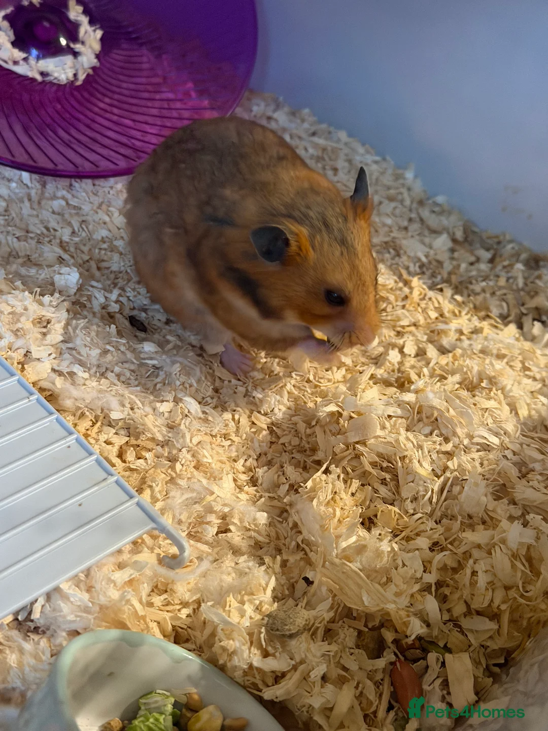 Hamster rodents for sale: 2 syrian hamsters 1 male 1 female - Advert 6