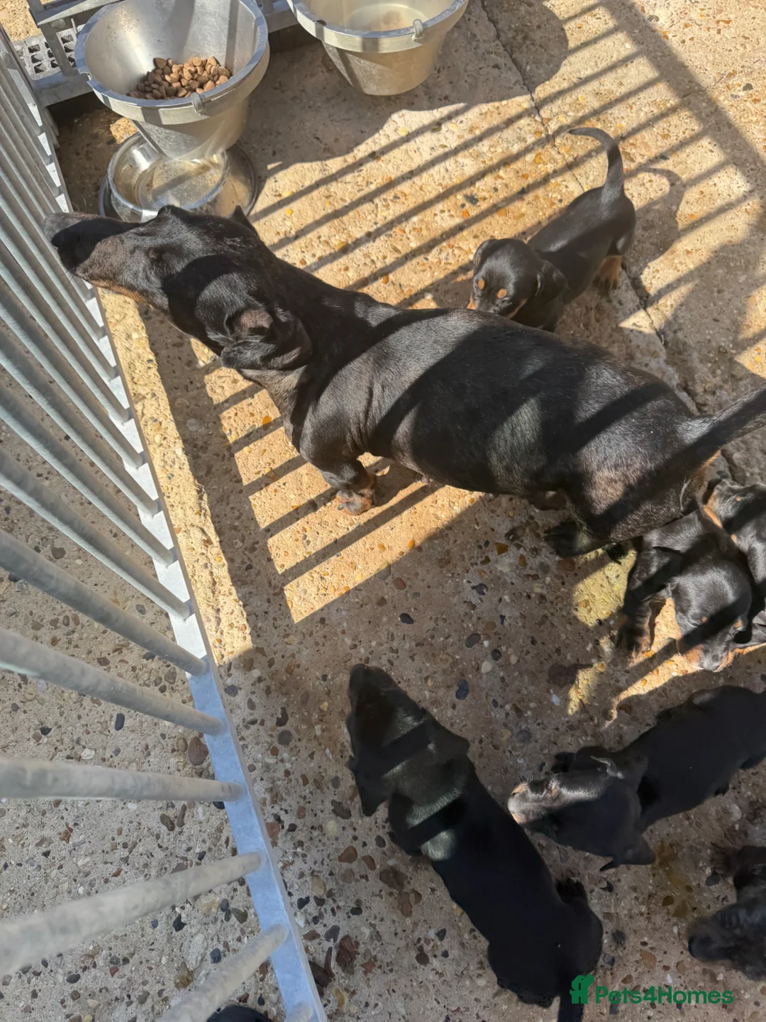 Dachshund dogs for sale: Datchound puppies  - Advert 2