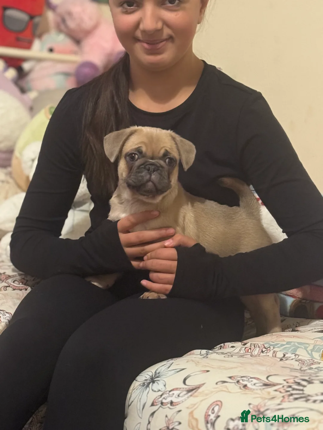 Frug dogs for sale: Our gorgeous ‘ CHUNKY’  - Advert 12