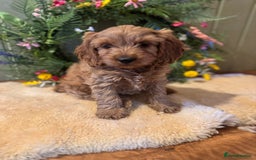Cockapoo dogs for sale: Ready To Leave F1 Show miniature Cockapoos  - Image 6
