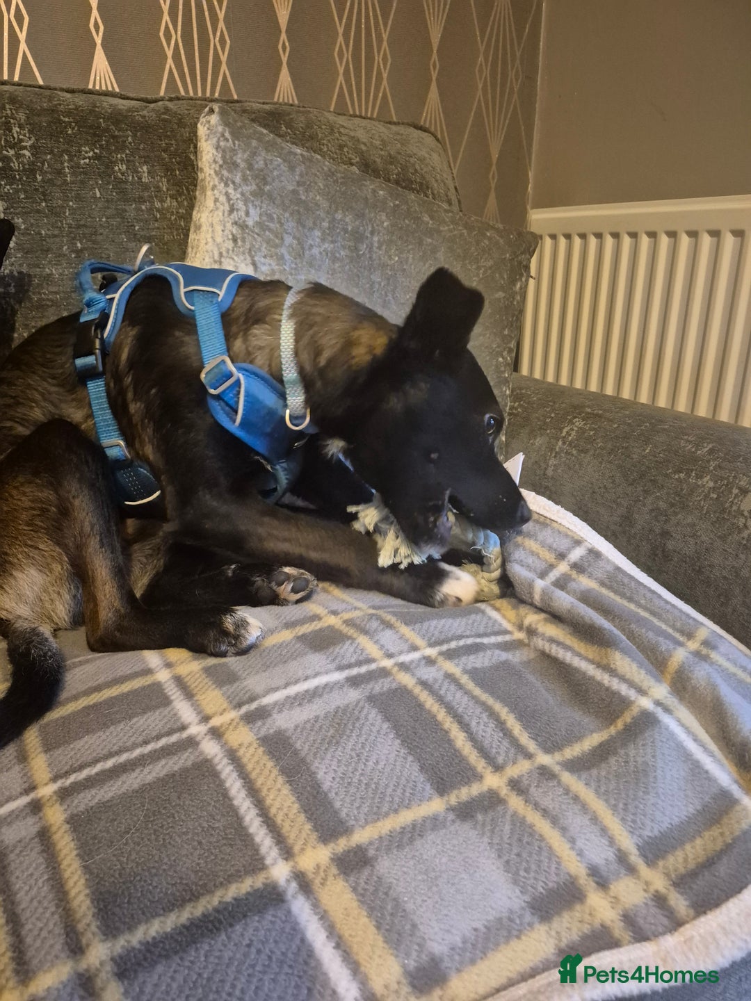 Mixed Breed dogs for adoption: PUPI!  - Advert 6