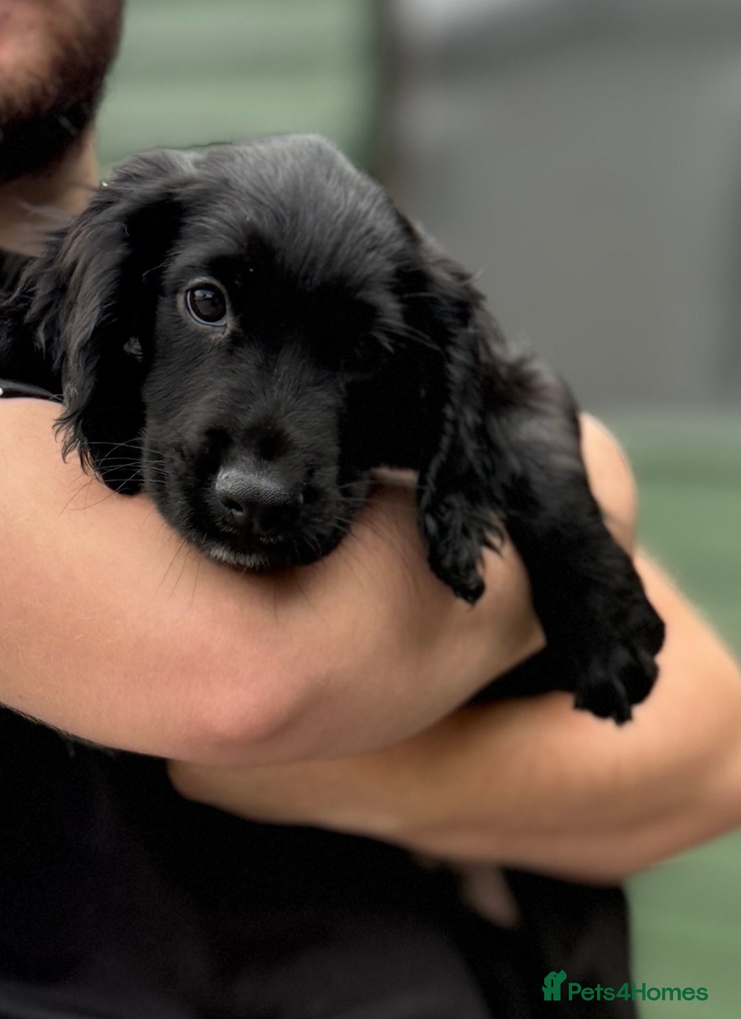 Cocker Spaniel dogs for stud: Red cocker stud - Advert 6