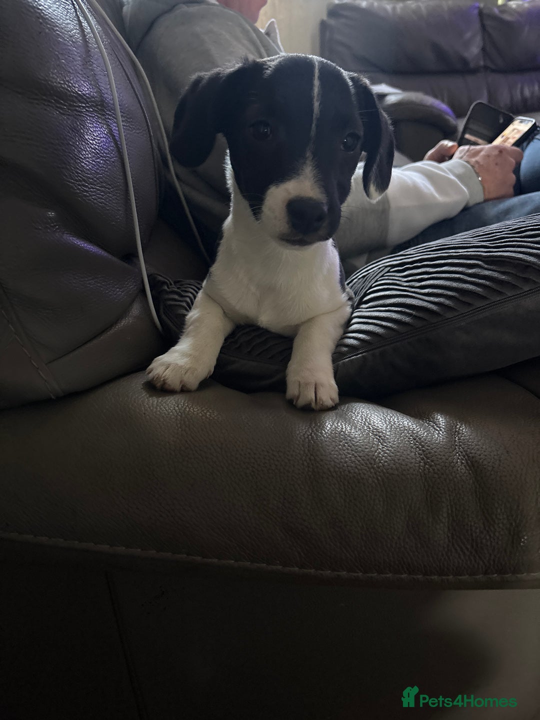 Mixed Breed dogs for sale: Last one - Advert 4