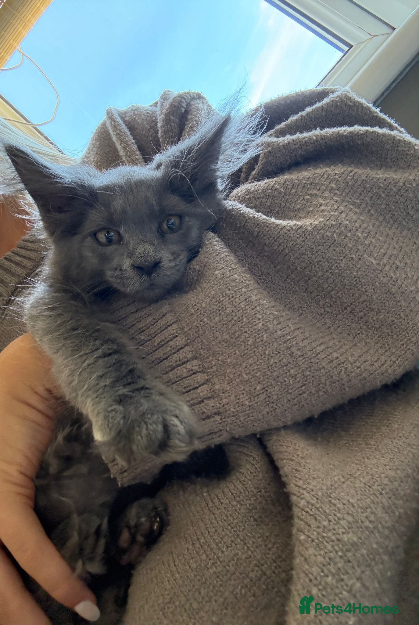 Maine Coon cats 1 stunning blue boy remaining  main pic - Advert 1