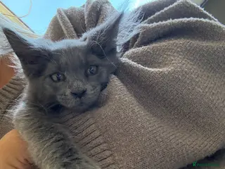 Maine Coon cats 1 stunning blue boy remaining main pic - Advert 1