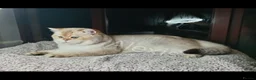 British Shorthair cats for sale: Quality GCCF British Shorthair Male  - Advert 4