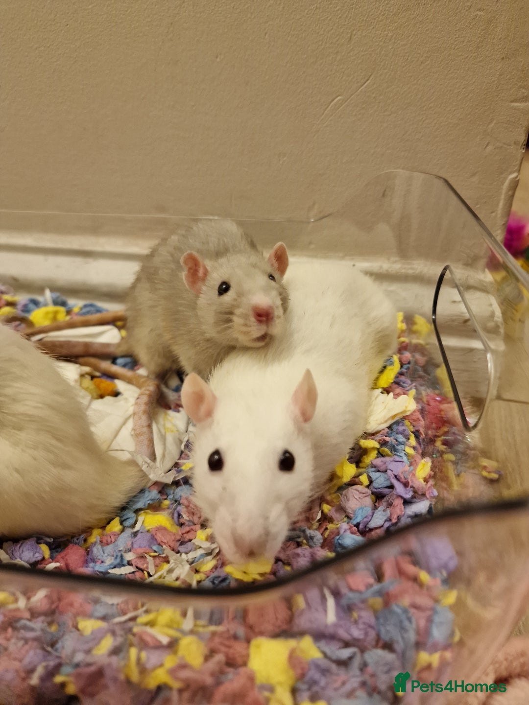 Rat rodents for sale: 3 female rats - Image 3