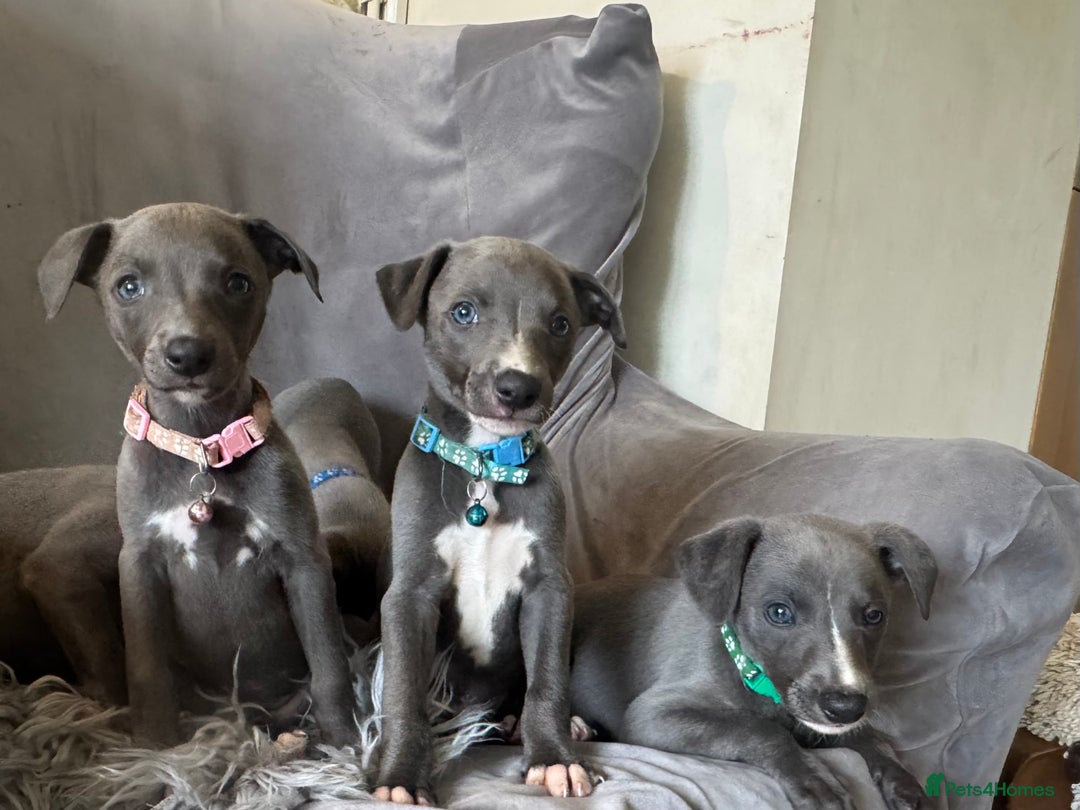 Whippet dogs for sale: Beautiful KC Reg Blue Whippet puppies - Image 22