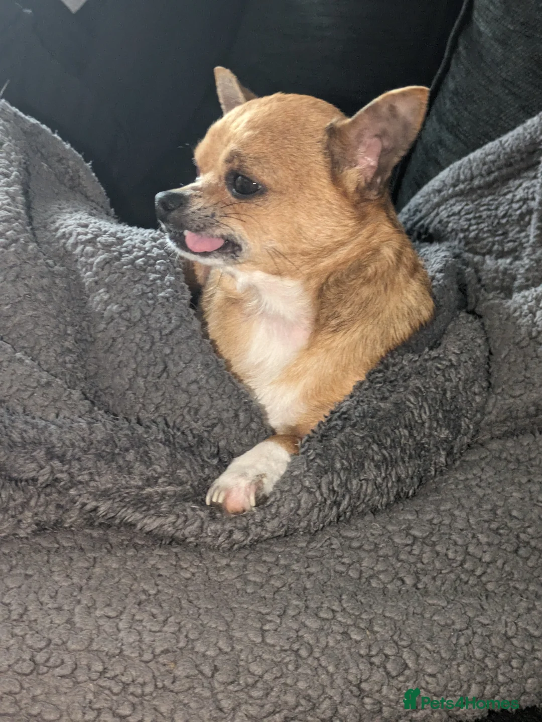 Chihuahua dogs for sale: 6year old Chihuahua  - Advert 4