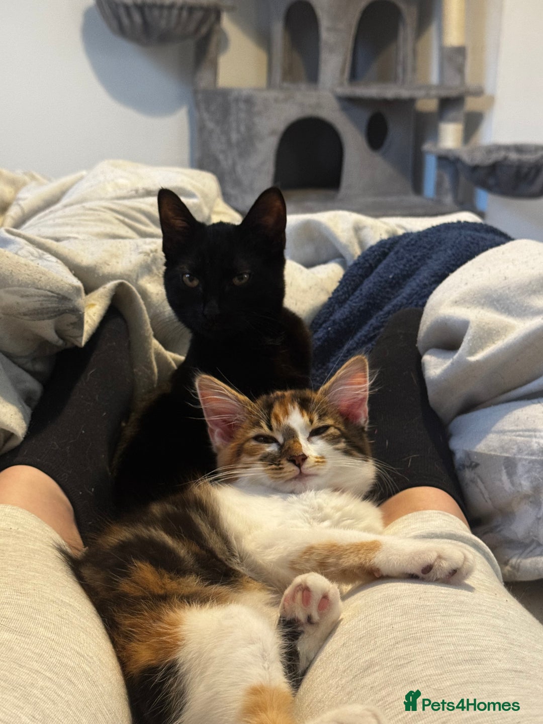 Mixed Breed cats for sale: female kittens. - Advert 4