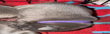 Staffordshire Bull Terrier 7