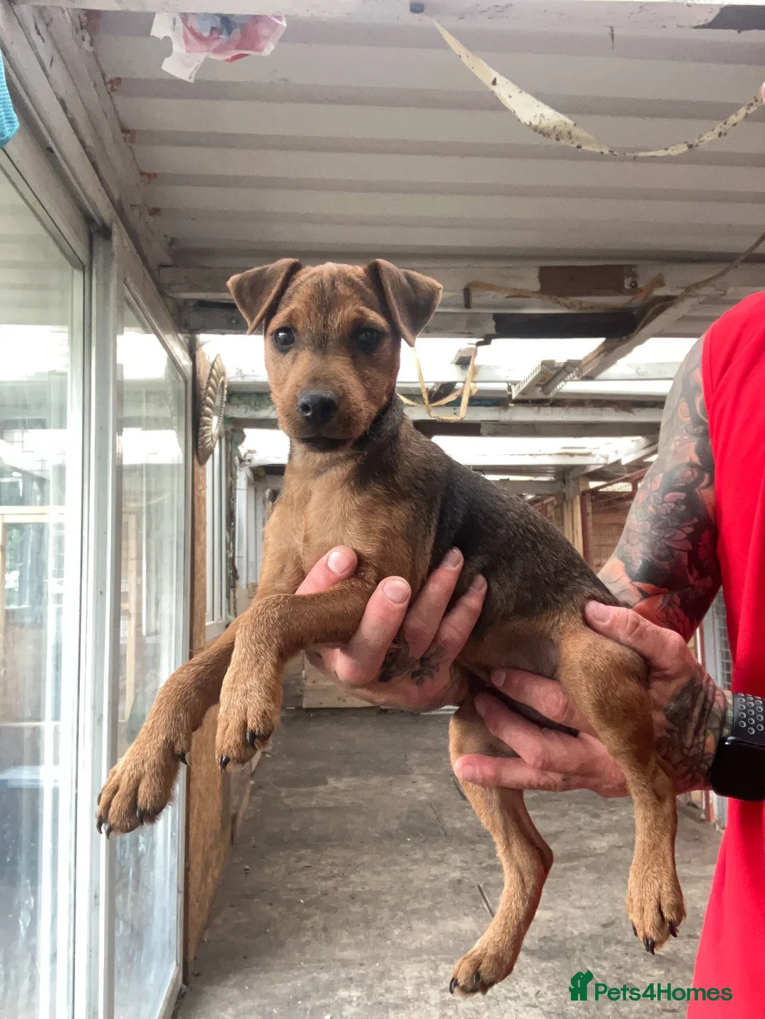 Patterdale Terrier dogs for sale: 2 PATTERDALE TERIER GIRL PUPS  in Ferndale - Advert 2