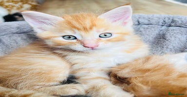 Maine Coon cats - Advert 4