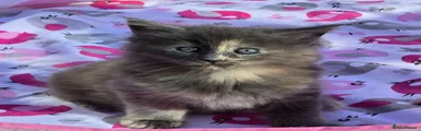 Maine Coon 2