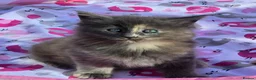 Maine Coon cats for sale: Kittens - Advert 7
