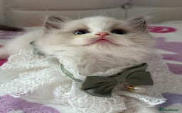 Ragdoll cats for sale: Blue eyes Blue-Bicolor kittens  - Image 14