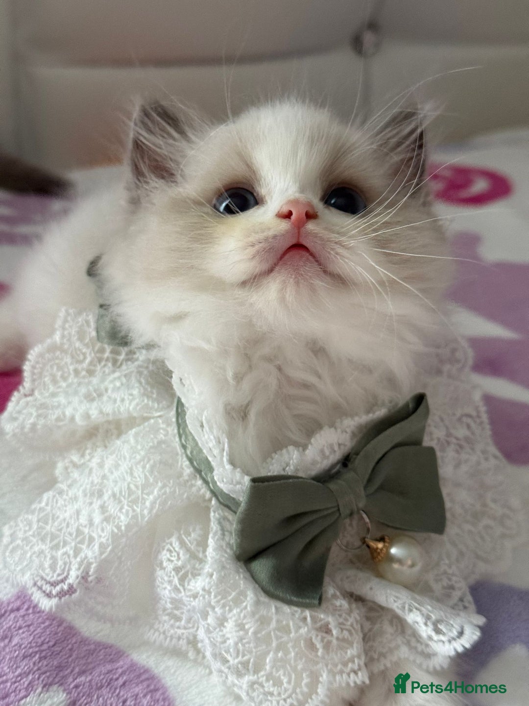 Ragdoll cats for sale: Blue eyes Blue-Bicolor kittens  - Image 14
