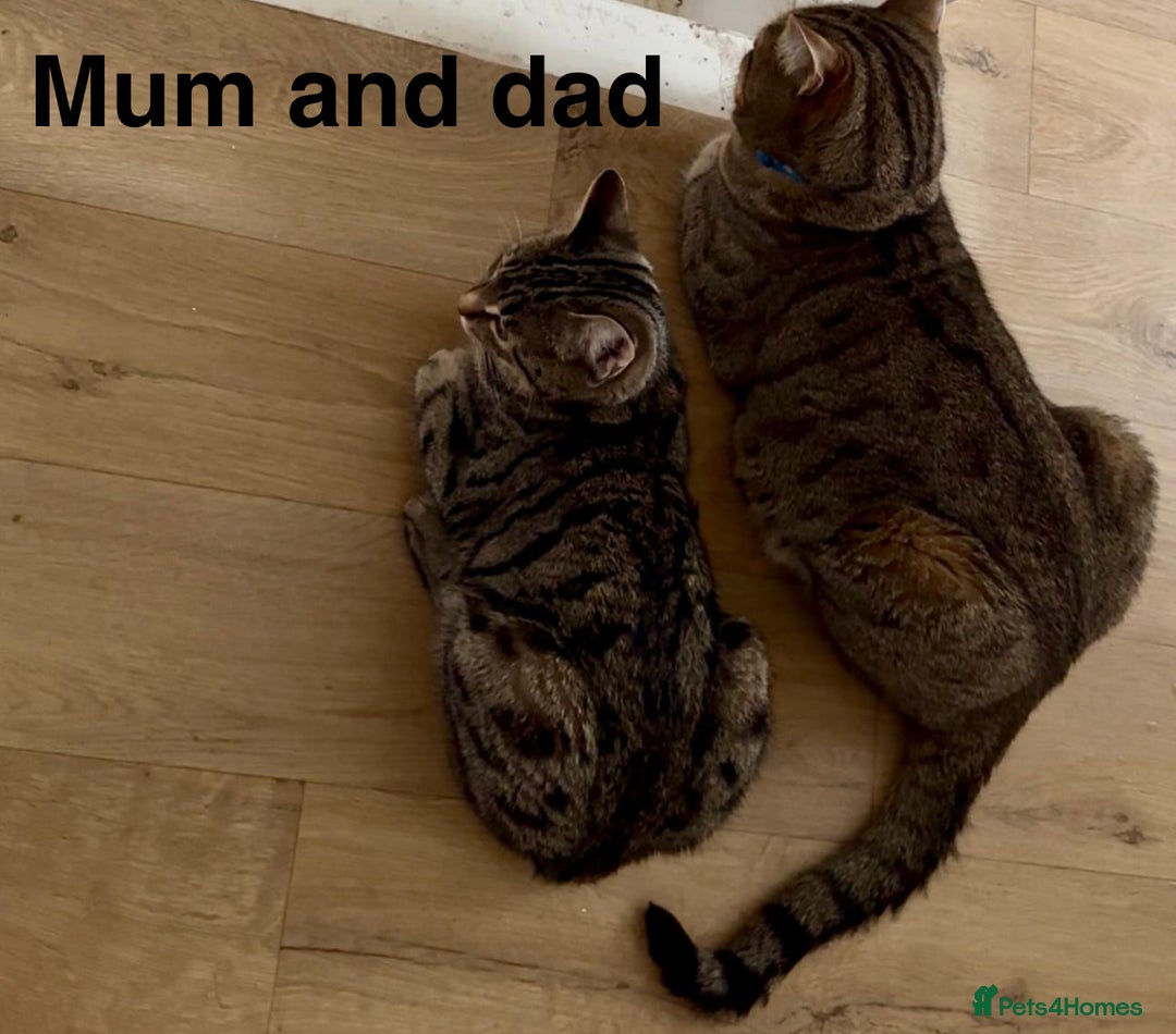 Domestic Shorthair cats for sale: 2 female kittens READY NOW!!! - Image 8
