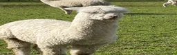 Alpaca livestock for sale: Three lovely female alpacas - Advert 5