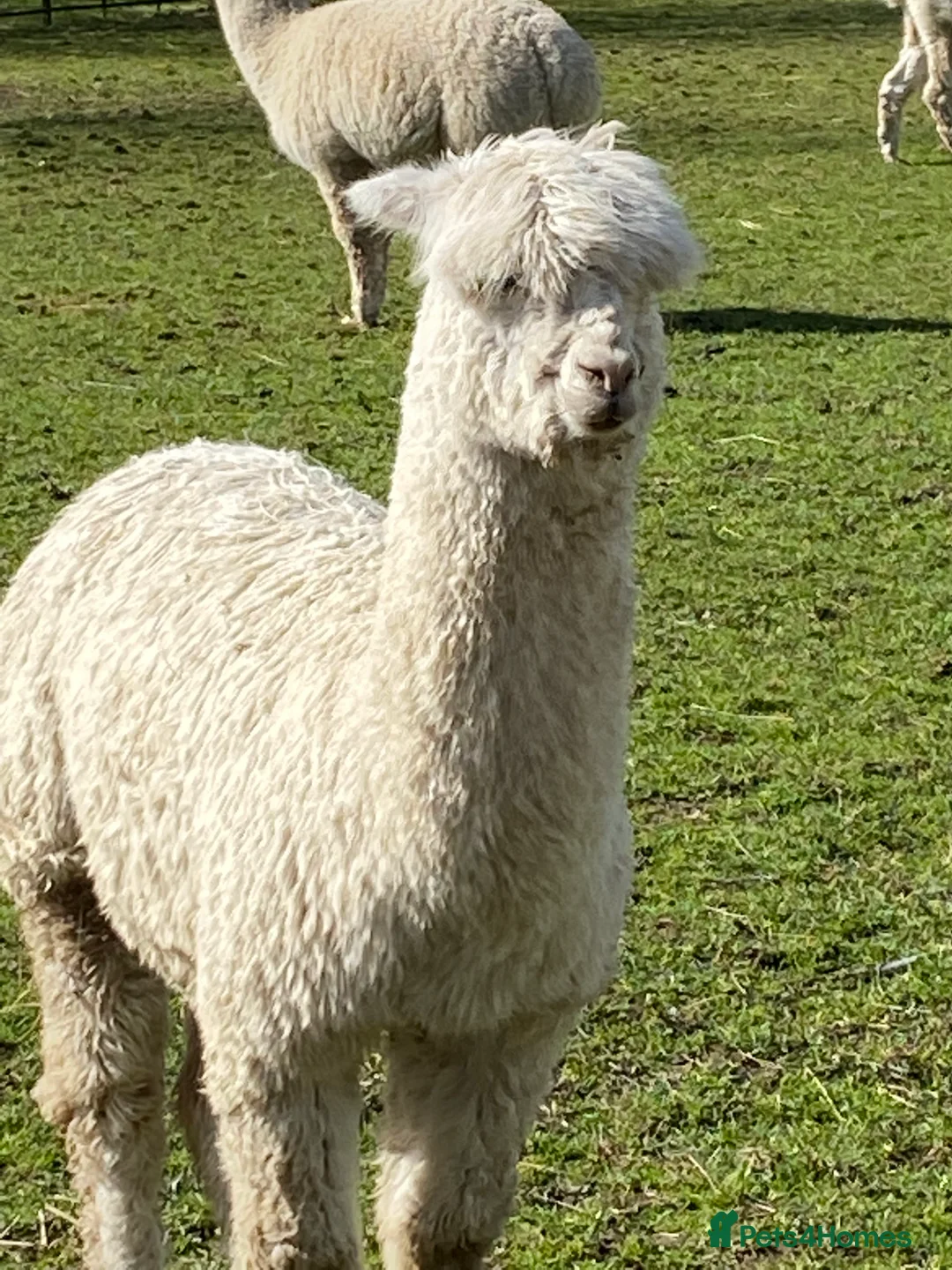 Alpaca livestock for sale: Three lovely female alpacas - Advert 5