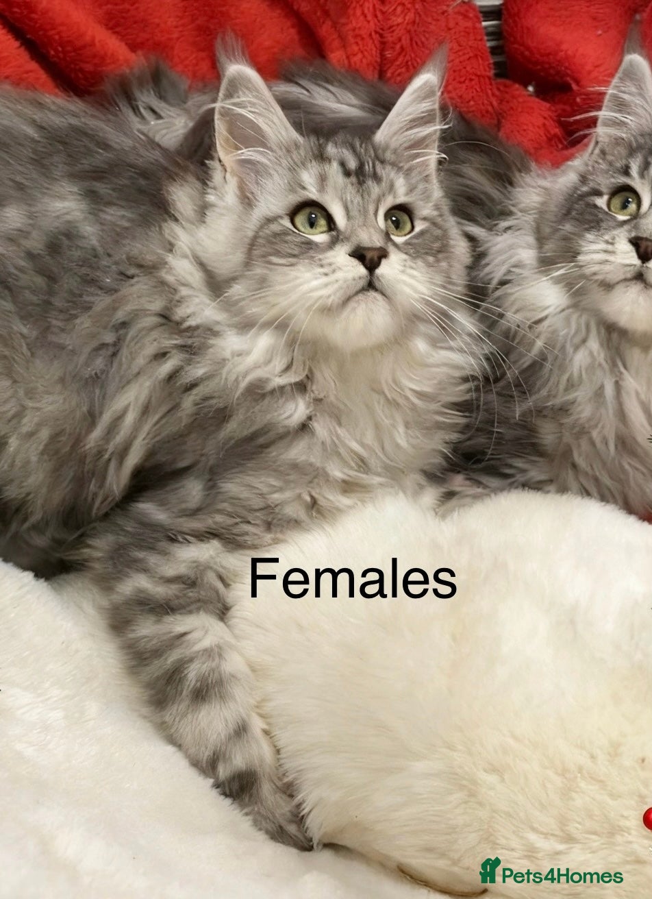 Maine Coon cats Pedigree Maine Coons - Advert 4