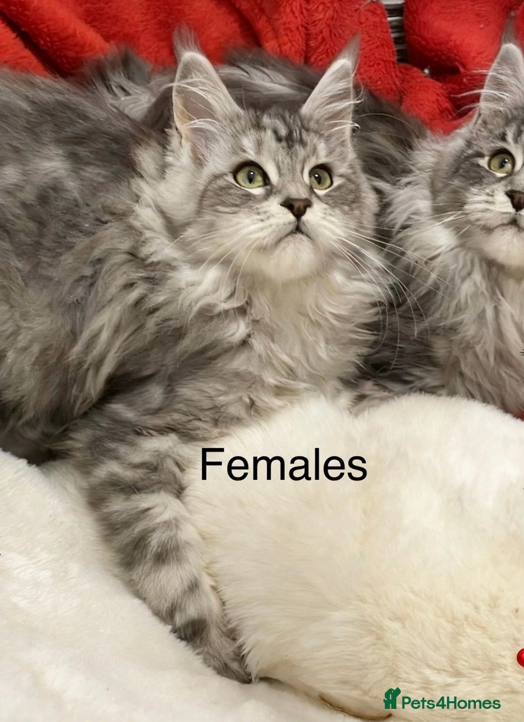 Maine Coon cats for sale: Pedigree Maine Coons - Advert 1
