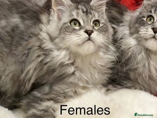 Maine Coon cats Pedigree Maine Coons - Advert 4