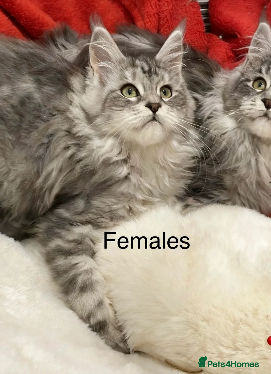 Maine Coon cats for sale: Pedigree Maine Coons - Advert 1