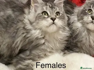 Maine Coon cats Pedigree Maine Coons - Advert 16