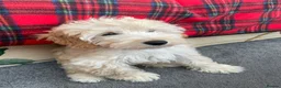 Cockapoo dogs for sale: Beautiful 2nd Generation Male Cockapoo Puppy - Advert 8