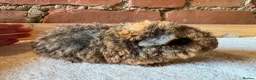 Guinea Pig rodents for sale: Baby Guinea Pigs  - Advert 9