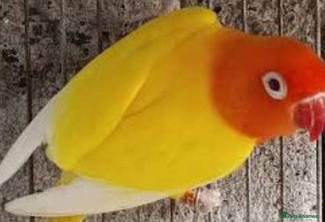 Lovebirds birds DECINO BONDED PAIR SPLIT OPALINE  - Advert 1